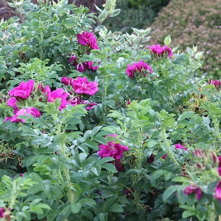 Apartment Goldener Mond *