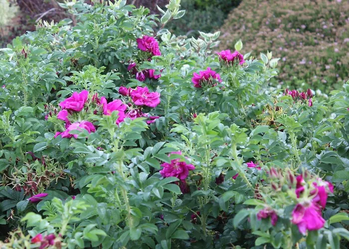 Apartament Daeschinger Der Goldene Mond *